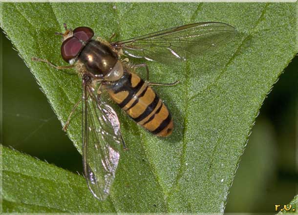  Melanostoma barbifrons  Syrphidae 