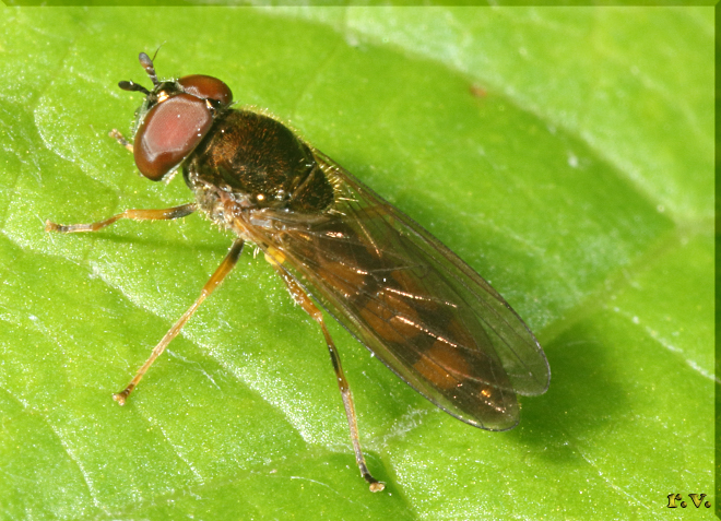  Melanostoma mellinum  Syrphidae 