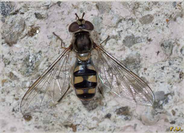  Meliscaeva auricollis  Syrphidae 