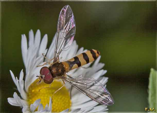  Meliscaeva cinctella  Syrphidae 