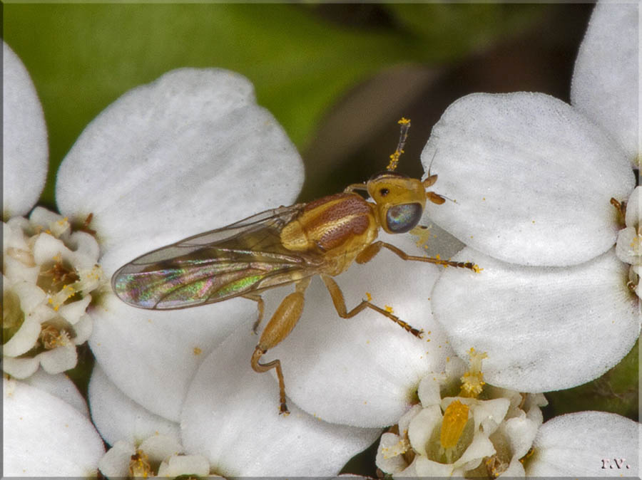  Meromyza saltatrix  Chloropidae 