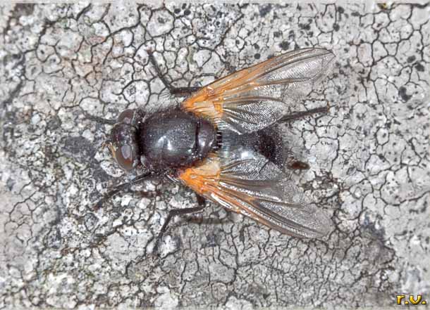  Mesembrina meridiana  Muscidae 