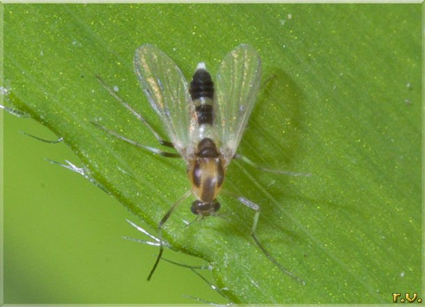  Microtendipes pedellus  Chironomidae 