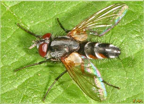  Mintho rufiventris  Tachinidae 