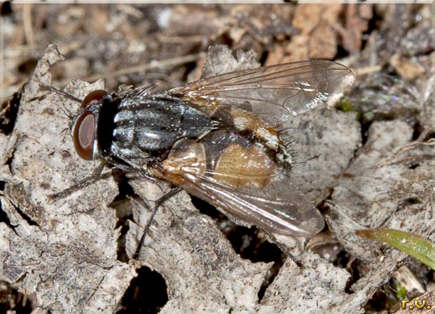  Musca autumnalis  Muscidae 