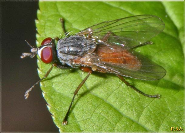 mosca domestica Musca domestica  Muscidae 