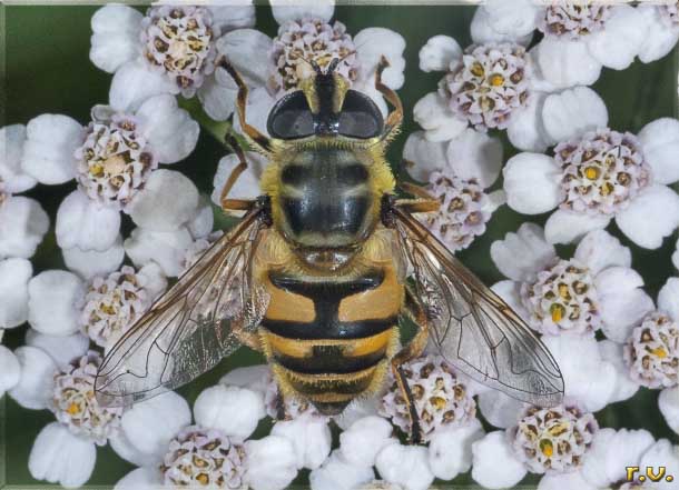  Myathropa florea  Syrphidae 