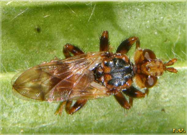  Myopa buccata  Conopidae 
