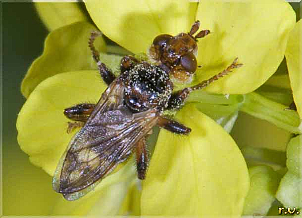  Myopa dorsalis  Conopidae 