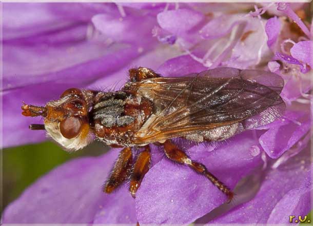  Myopa pellucida  Conopidae 