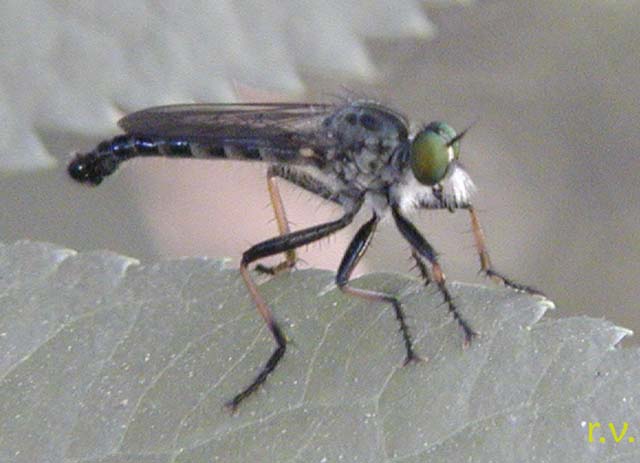  Neoitamus cyanurus  Asilidae 