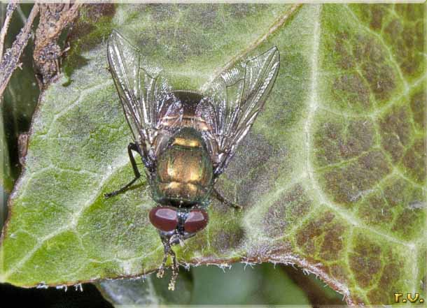  Neomyia cornicina  Muscidae 