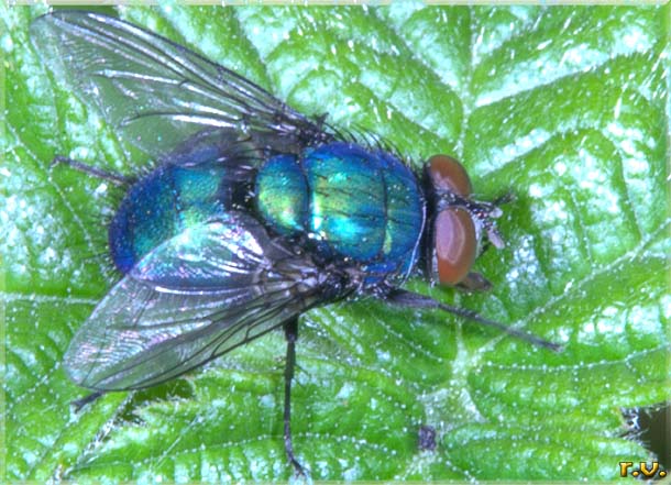  Neomyia viridescens  Muscidae 