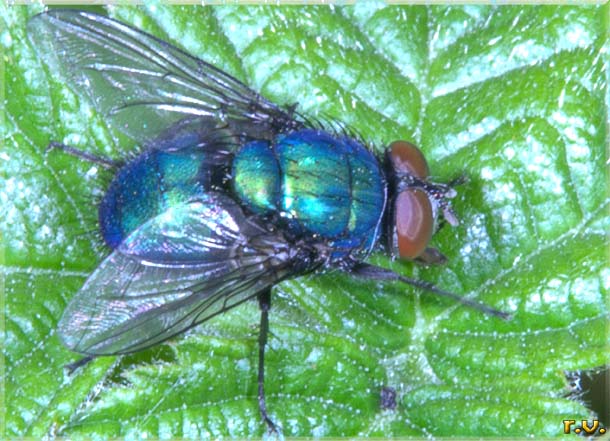 Neomyia viridescens