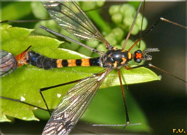  Nephrotoma crocata  Tipulidae 