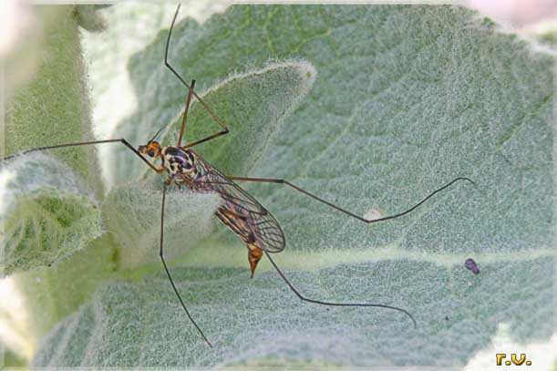  Nephrotoma glavescens  Tipulidae 