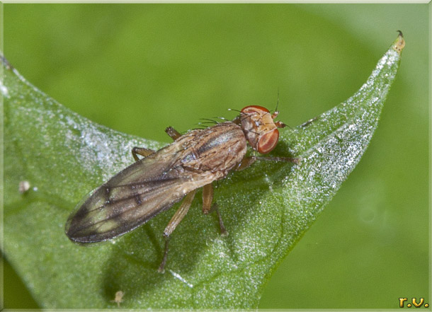  Opomyza germinationis  Opomyzidae 