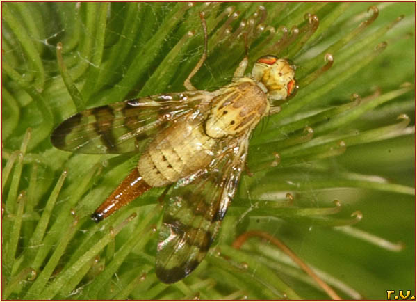  Orellia tussilaginis  Tephritidae 