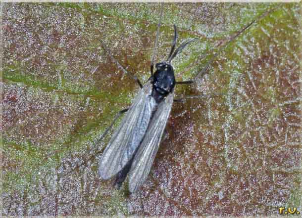  Orthocladius obumbratus  Chironomidae 