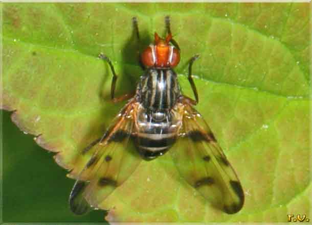  Otites formosa  Ulidiidae 