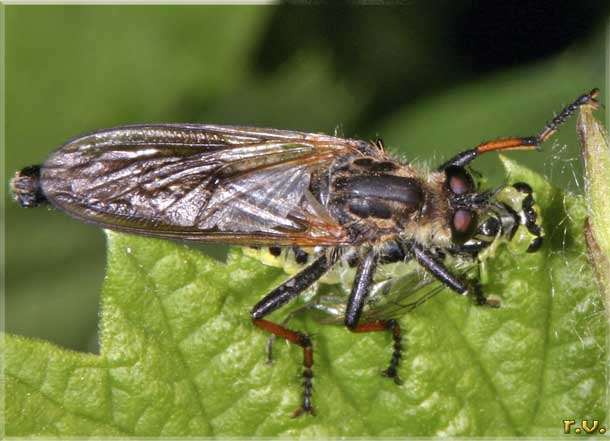 Pamponerus germanicus  Asilidae 