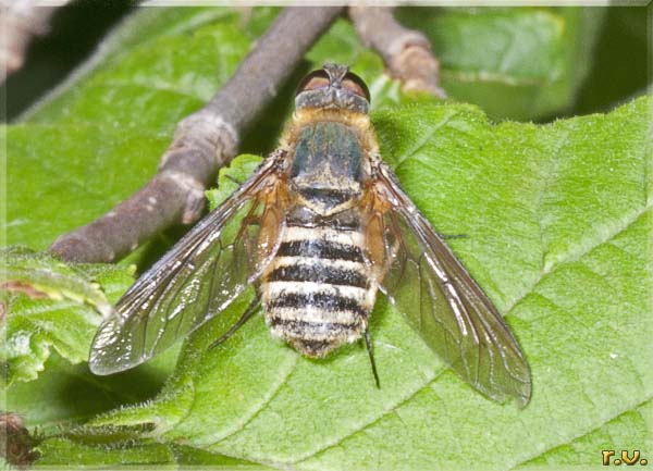  Parageron incisus  Bombyliidae 