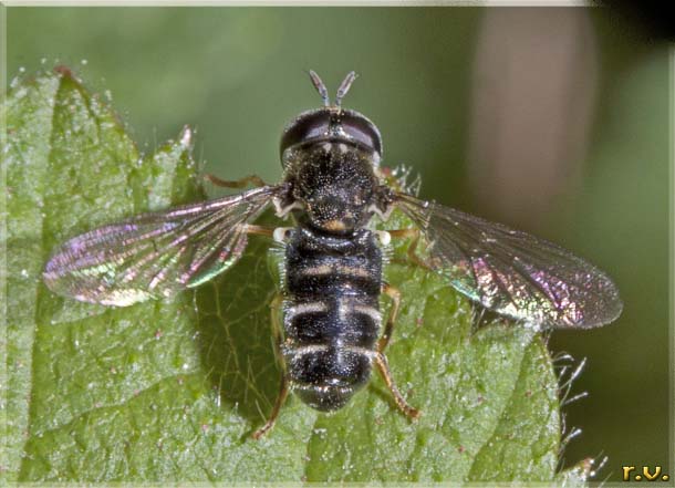  Paragus majoranae  Syrphidae 
