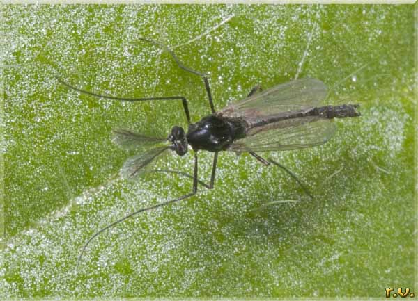  Paratendipes nudisquama  Chironomidae 