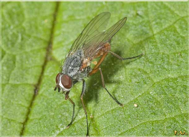  Pegomyia bicolor  Anthomyiidae 