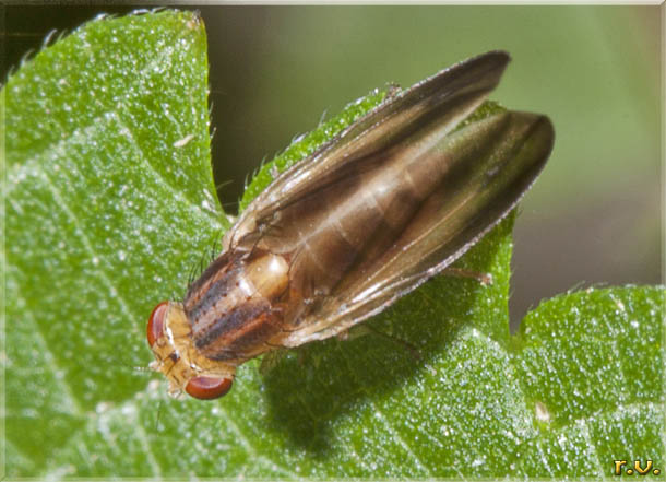  Peplomyza litura  Lauxaniidae 