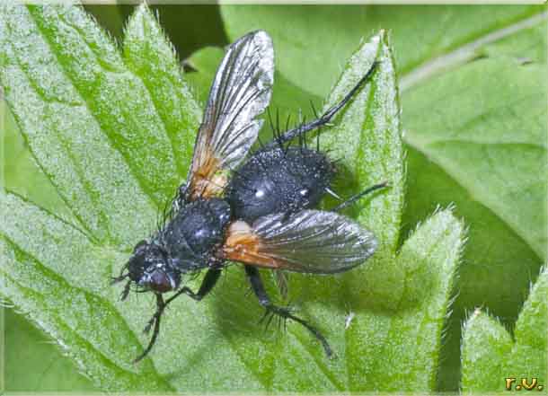  Phania funesta  Tachinidae 