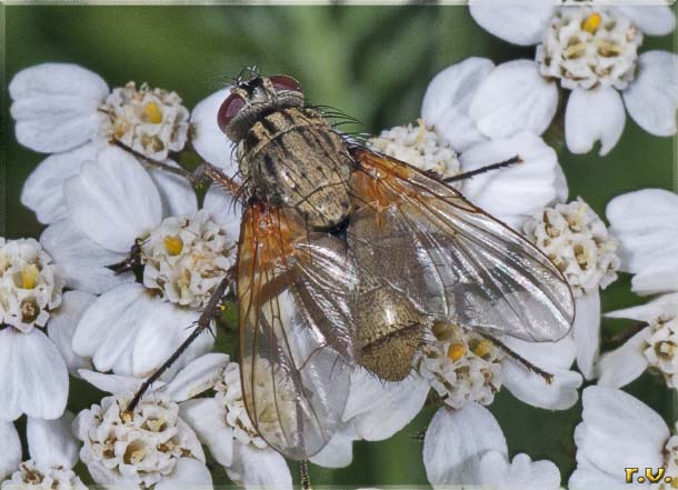  Phaonia angelicae  Muscidae 
