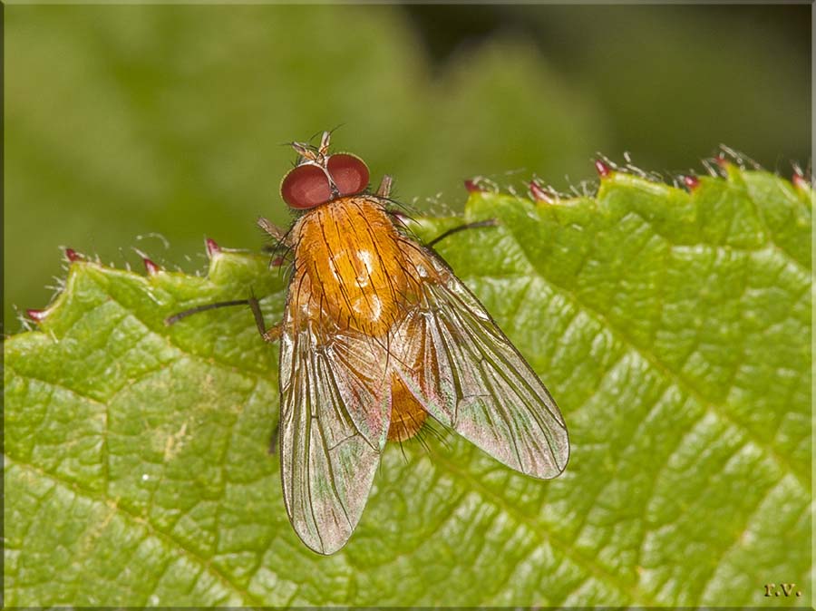  Phaonia pallida  Muscidae 