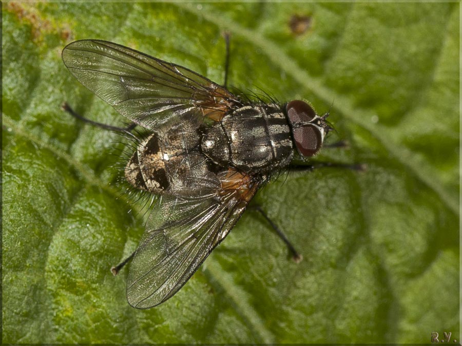  Phaonia serva  Muscidae 