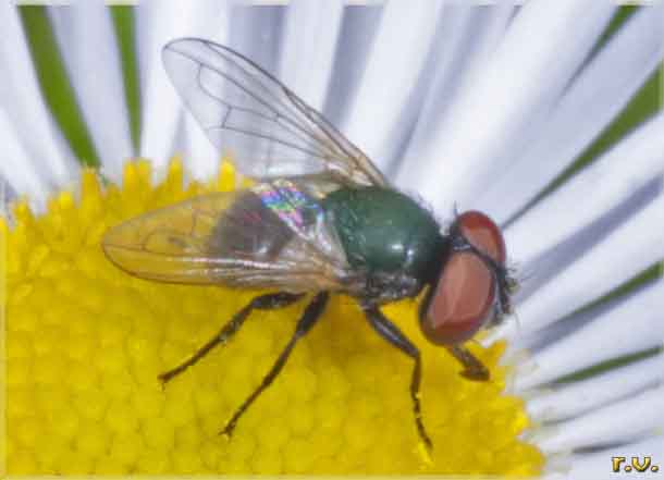 Phasia barbifrons  Tachinidae 