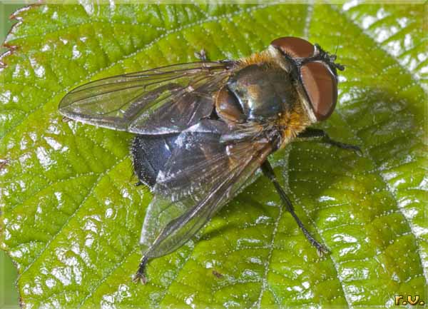  Phasia hemiptera  Tachinidae 