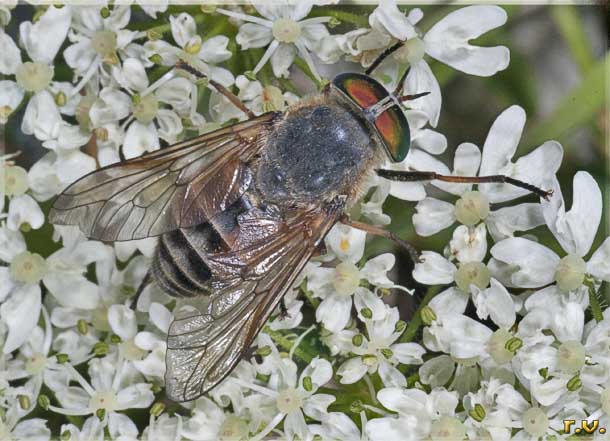  Philipomyia aprica  Tabanidae 