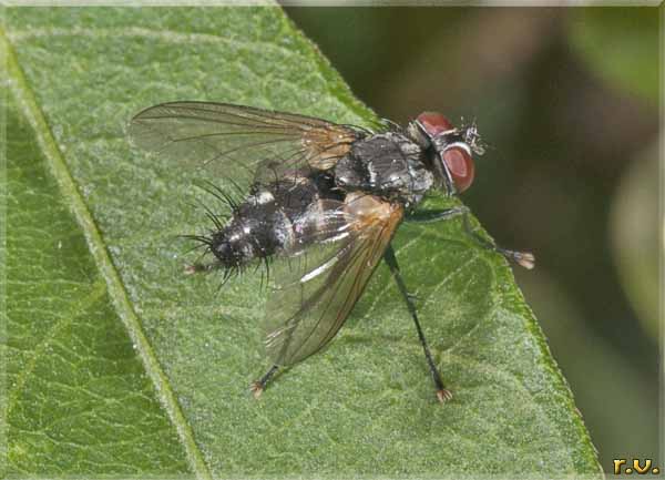  Phylloma volvulus  Tachinidae 