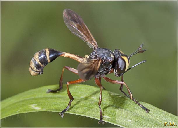  Physocephala rufipes  Conopidae 