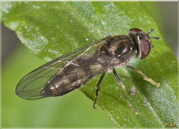  Platycheirus albimanus  Syrphidae 