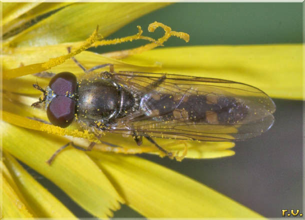  Platycheirus clypeatus  Syrphidae 