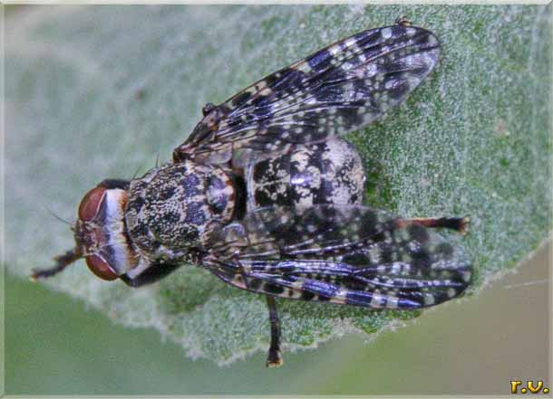  Platystoma parietina  Platystomatidae 