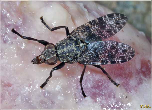  Platystoma seminationis  Platystomatidae 