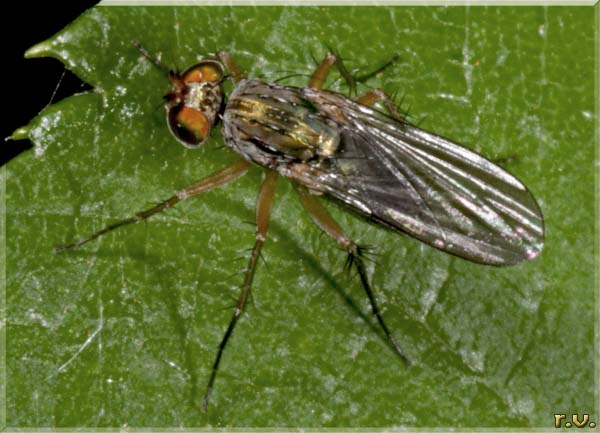  Poecilobothrus nobilitatus  Dolichopodidae 