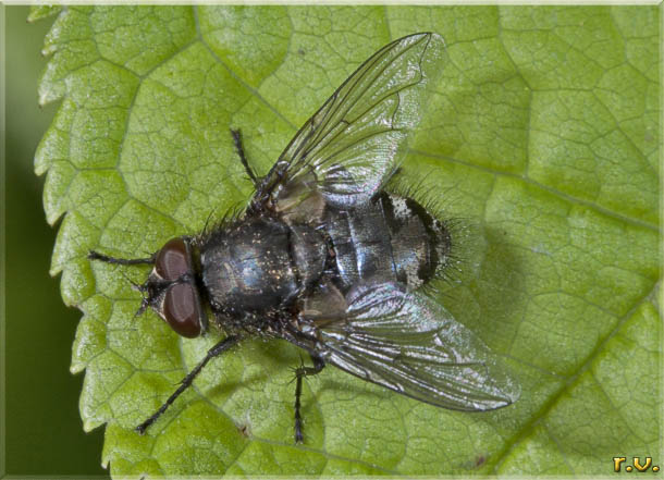  Pollenia rudis  Calliphoridae 