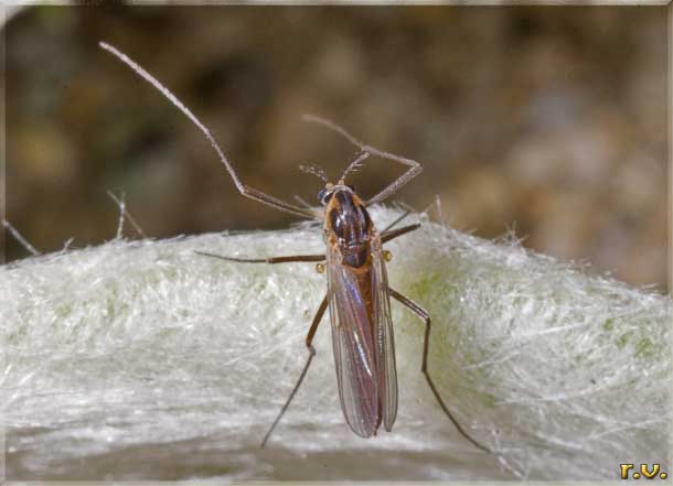  Potthasia gaedii  Chironomidae 