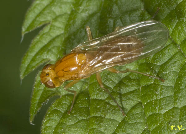  Psila fimetaria  Psilidae 