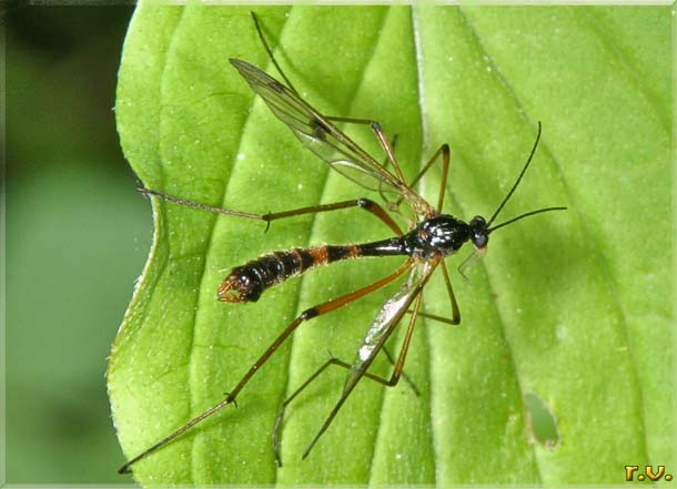  Ptychoptera contaminata  Ptychopteridae 
