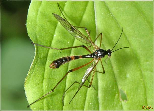 Ptychoptera contaminata