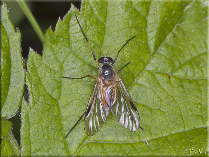  Rhagio notatus  Rhagionidae 